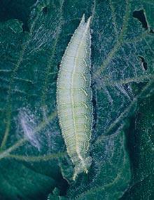 Hackberry emperor caterpillar.