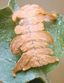 Hag moths caterpillars.