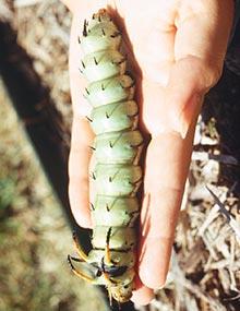 Hickory horned devil caterpillar.