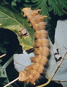 Imperial moth caterpillar.