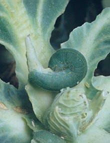 Imported cabbageworm caterpillar.