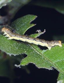 Linden looper caterpillar.