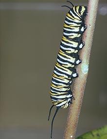 Monarch caterpillar.