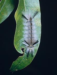 Pale tussock moth caterpillar.