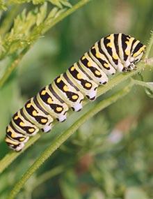 Parsleyworm caterpillar.