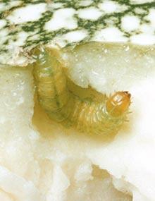 Pickleworm caterpillar.