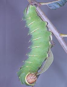 Polyphemus moth caterpillar.