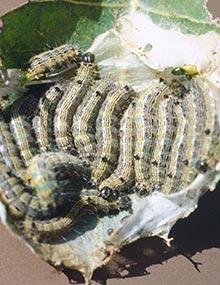 Poplar tentmaker caterpillars.