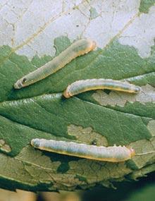 Roseslug caterpillars.