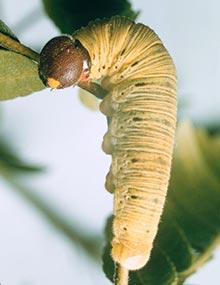 Silverspotted skipper caterpillar.