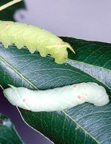 Smalleyed sphinx caterpillars.