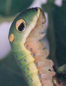 Spicebush swallowtail caterpillar.