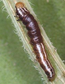 Stalk borer caterpillar.