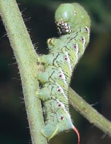 Tobacco hornworm caterpillar.