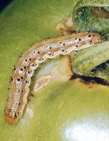 Tomato fruitworm caterpillar.