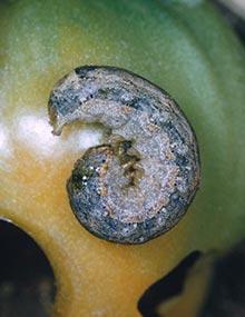 Variegated cutworm caterpillar.