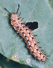 Variegated fritillary caterpillar.