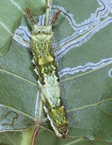 Viceroy caterpillar.