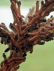 Walnut caterpillars in red phase.