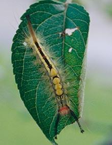 Tussock moth caterpillar.