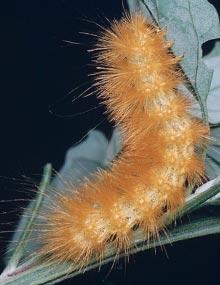 Yellow woollybear caterpillar.