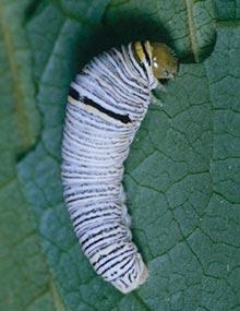 Zebra swallowtail caterpillar.