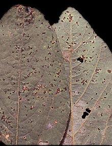 Bacterial pustule on soybean leaves.