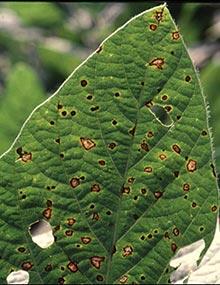 Frogeye leaf spot on soybean leaf.