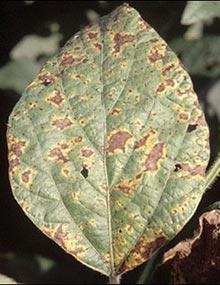 Septoria brown spot on soybean leaf.