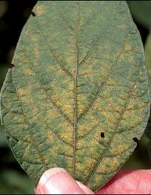 Soybean rust on soybean leaf.