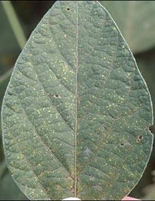 Early stage of soybean rust on a soybean leaf.