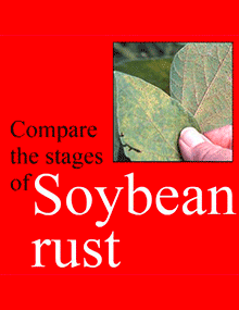 Compare the stages of soybean rust.