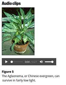 A Chinese evergreen with an audio controller below it.
