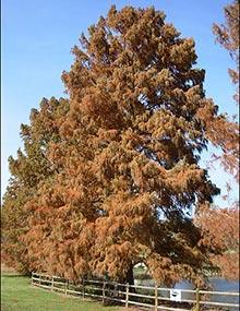 Bald cypress tree.