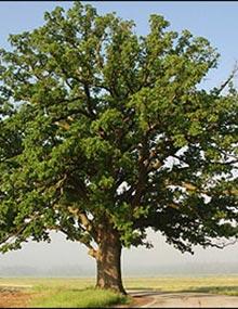 Bur oak tree.