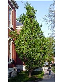 English oak tree.