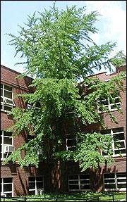 Ginko tree.