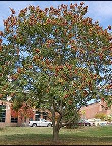 Golden-rain tree.