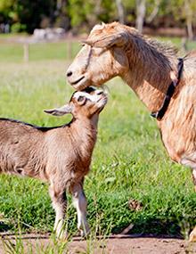 goat kid with mother