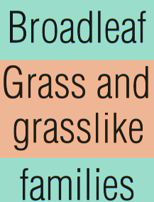 Broadleaf and grass and grasslike families.