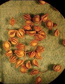 Laceflower seeds.