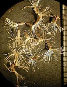 Late boneset seeds.