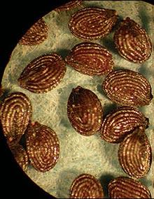 Field pennycress seeds.