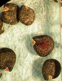 Common purslane seeds.
