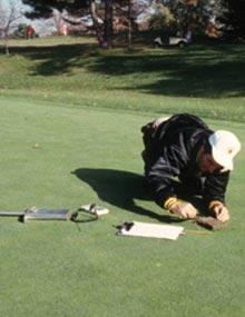 Diagnosing turfgrass disease.