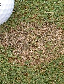 Close-up of dead spot on creeping bentgrass.