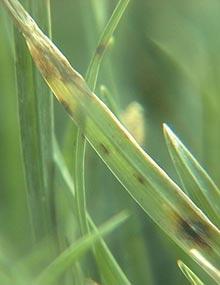 Gray leaf spot.