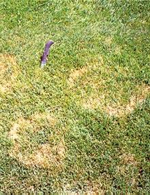 Leaf and sheath spot of Kentucky bluegrass.