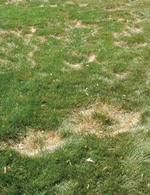 Necrotic ring spot on turfgrass.