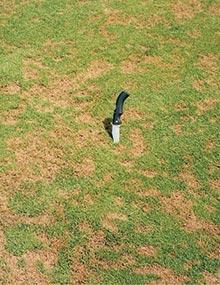 Pythium foliar blight on perennial ryegrass.